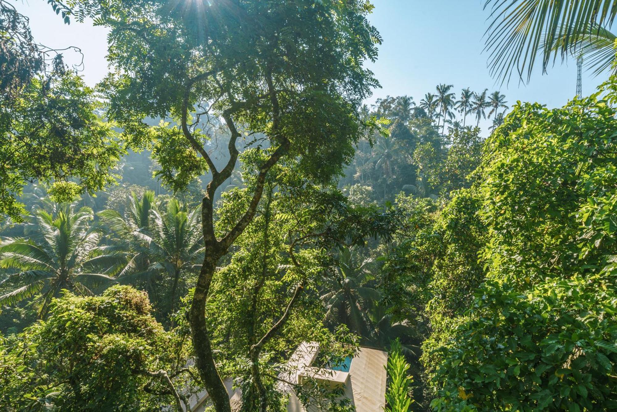 Kanva Ubud Tegallalang  Room photo